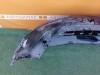Qashqai  J11 бампер передний черный и коричневый